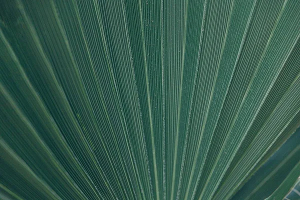 Güzel Yeşil Doğal Arka Plan Palmiye Yaprağı Yakın Plan — Stok fotoğraf