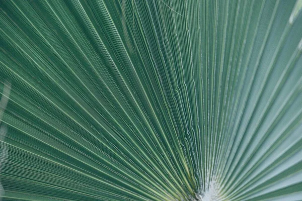 Beau Vert Naturel Abstrait Fond Feuille Palmier Gros Plan — Photo