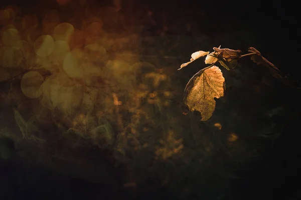 Όμορφα Φθινοπωρινά Χρυσά Καφέ Φύλλα Ένα Δέντρο Μια Ηλιόλουστη Μέρα — Φωτογραφία Αρχείου