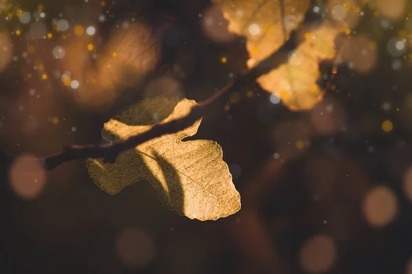 Gyönyörű Ősz Arany Barna Levelek Egy Fán Egy Napsütéses Napon — Stock Fotó