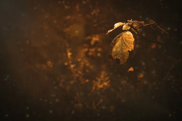 Красивые Осенние Коричневые Листья Дереве Солнечный День Боке — стоковое фото