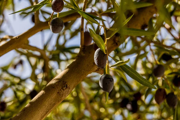 Krásné Černé Zralé Organické Olivy Podzimním Stromě Před Hrdlořezy Teplého — Stock fotografie
