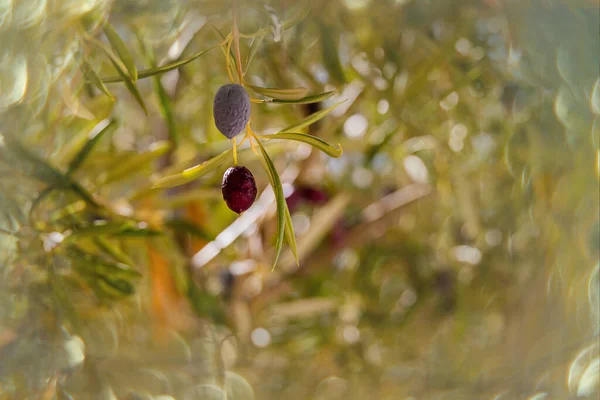 Mooie Zwarte Rijpe Biologische Olijven Herfstboom Voor Schurken Een Warme — Stockfoto