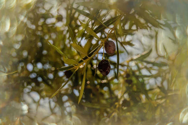 Piękne Czarne Dojrzałe Oliwki Organiczne Jesiennym Drzewie Przed Zbirami Ciepły — Zdjęcie stockowe