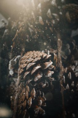 Güzel noel süslemeleri. Bej arka planda kahverengi koniler. Yakın planda.