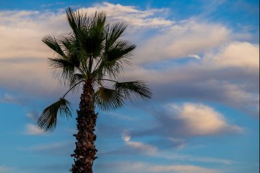 beautiful big green palm tree against the blue  sky