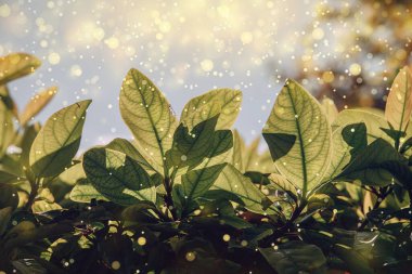 beautiful green leaves of a tree in close-up in the warm rays of the sun natural background