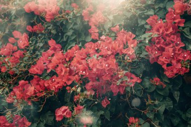 beautiful pink bougainvillea flower in summer sunshine with bokeh natural background
