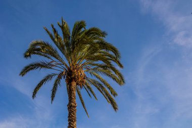 beautiful big green palm tree against the blue  sky