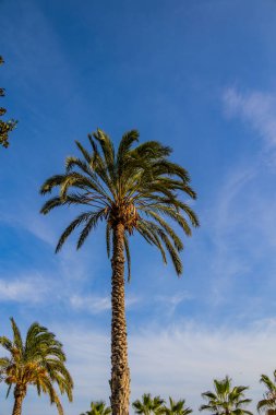 beautiful big green palm tree against the blue  sky