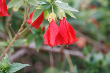 beautiful hibiscus flower on a green tree in the warm rays of the sun