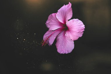 beautiful hibiscus flower on a green tree in the warm rays of the sun