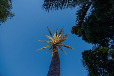 beautiful big green palm tree against the blue  sky