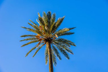 beautiful big green palm tree against the blue  sky