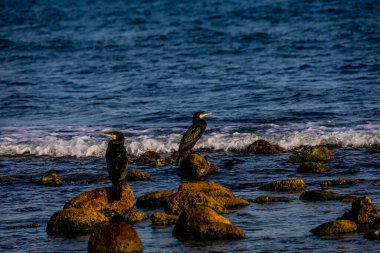 beautiful black wild cormorant on the shore of the blue sea