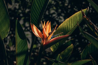 beautiful orange regal strelitzia in the garden in the warm rays of the sun