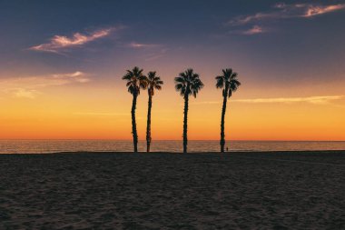 beautiful seaside landscape peace and quiet sunset and four palm trees on the beach