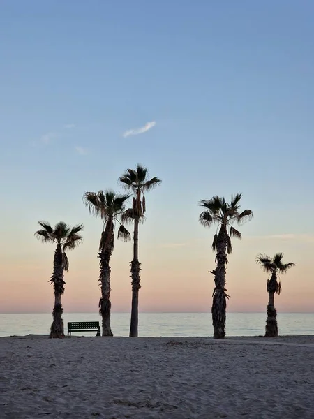 beautiful seaside landscape peace and quiet sunset and four palm trees on the beach and a bench