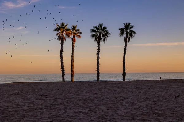 beautiful seaside landscape peace and quiet sunset and four palm trees on the beach