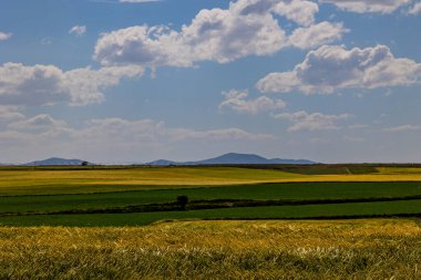 beautiful natural agricultural background wheat in the field warm summer before harvest landscape
