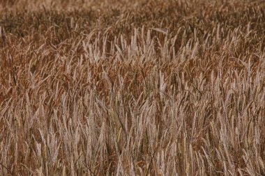 beautiful natural agricultural background wheat in the field warm summer before harvest