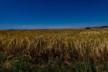 beautiful natural agricultural background wheat in the field warm summer before harvest