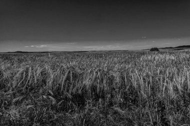 beautiful natural agricultural background wheat in the field warm summer before harvest