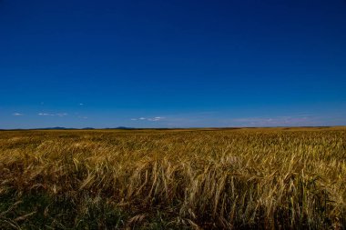 beautiful natural agricultural background wheat in the field warm summer before harvest
