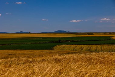 beautiful natural agricultural background wheat in the field warm summer before harvest landscape