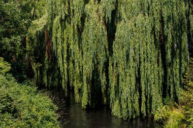 beautiful eba river flowing through  Poland on a summer day