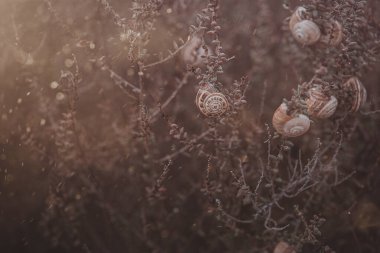 beautiful snail on a bush in an autumn day natural minimalist bokeh background