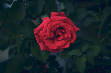 beautiful big red romantic rose in the garden against the background of green leaves on a summer day