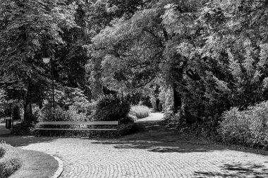 beautiful summer landscape on a sunny day park garden Warsaw Poland path, tree