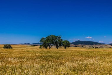 beautiful natural agricultural background wheat in the field warm summer before harvest landscape white tees 