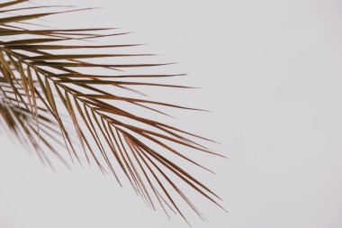 big brown palm leaf on light background