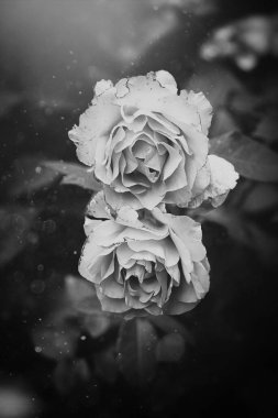 beautiful red rose in the summer garden on a dark background
