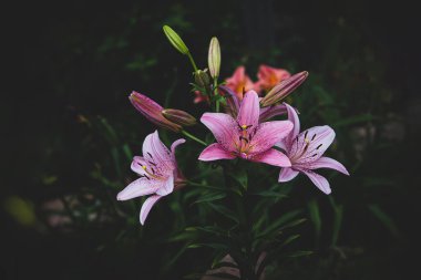 beautiful large lily flower on a dark background in the garden on a summer day