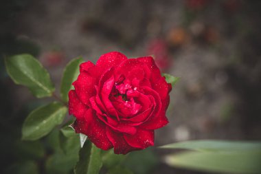 beautiful red rose in the summer garden on a dark background