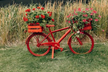 beautiful bicycle decorated with red geraniums decoration in the garden