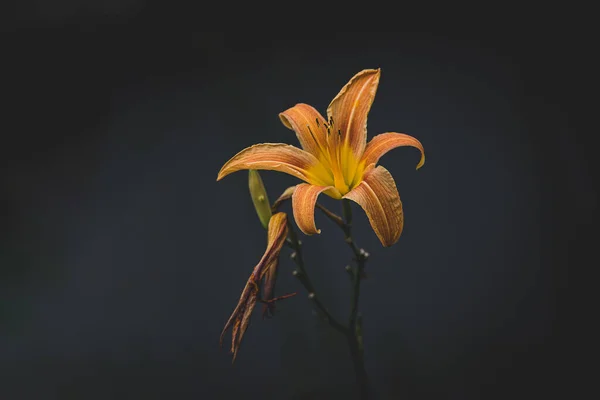 beautiful large lily flower on a dark background in the garden on a summer day