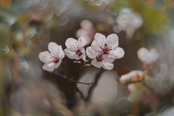 Zartrosa Blüten Auf Einem Kirschbaum Frühling Den Warmen Strahlen Der — Stockfoto