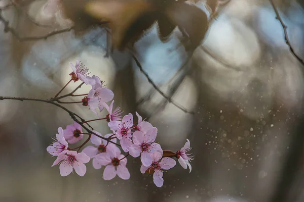 春の桜の上の繊細なピンクの花太陽の暖かい光桜 — ストック写真