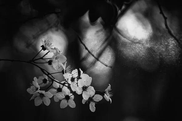 Fleurs Roses Délicates Sur Cerisier Printemps Dans Les Rayons Chauds — Photo