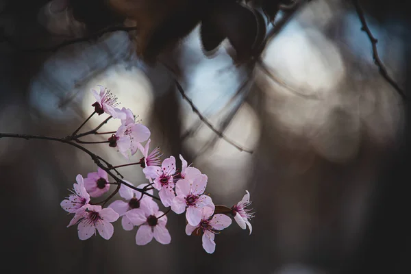Zartrosa Blüten Auf Einem Kirschbaum Frühling Den Warmen Strahlen Der — Stockfoto