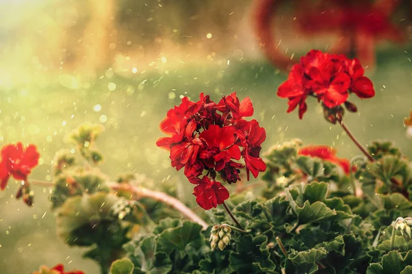 Καλοκαιρινό Κόκκινο Γεράνι Κοντινό Πλάνο Στον Κήπο Πράσινο Φόντο — Φωτογραφία Αρχείου