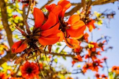 Baharda İspanya 'da Erythrina caffra ağacında portakal çiçekleri