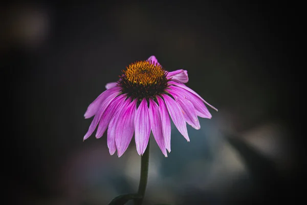 Fleur Violette Dans Jardin Sur Fond Vert Été — Photo
