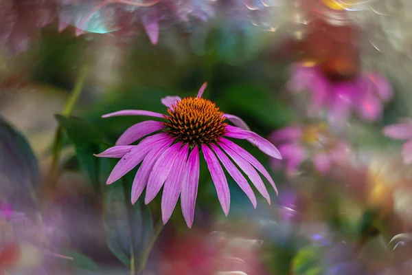 Fioletowy Kwiat Ogrodzie Zielonym Tle Lato — Zdjęcie stockowe