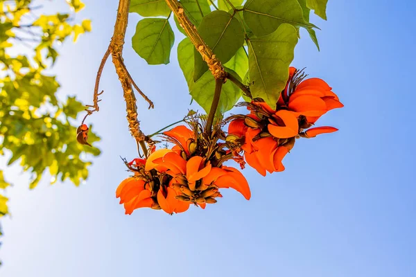 Flores Naranjas Erythrina Caffra España Primavera — Foto de Stock
