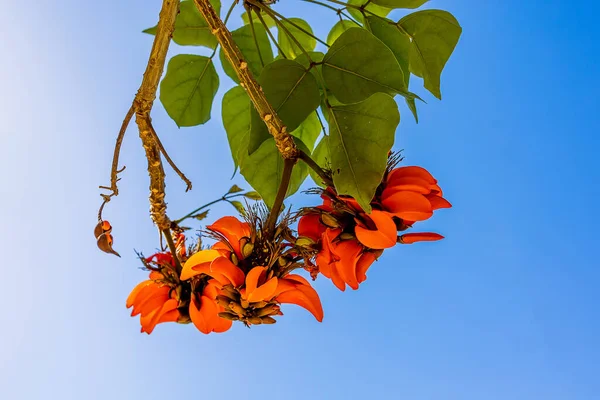 春にスペインのエリスリナ カフラの木にオレンジ色の花を咲かせ — ストック写真
